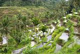 Rice fields on terraces, Indonesia (2)