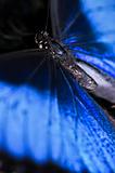 Blue Morpho butterfly closeup