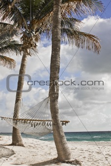 Palm tree on a Florida beach