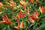 Thai Chilli Pepper Plant