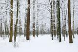  winter forest 