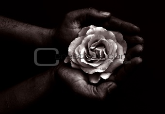 Hands with a rose.