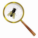 magnify fly