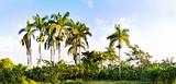 Royal palm trees panorama
