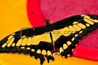 Giant swallowtail butterfly