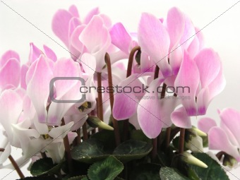 Cyclamen with many pink and white blooms