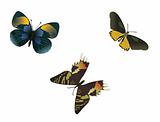 different multicolored butterflies