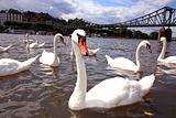 Mute Swans
