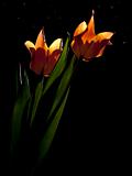 Tulips under stars