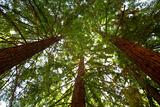 Looking up at Redwood Trees