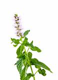 Sprig of Mint with Flower