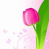 Background with pink tulip