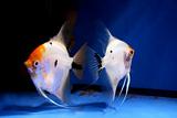 fish couple