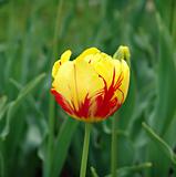 Yellow tulip 1