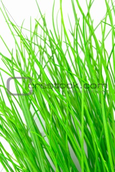 Chives on White