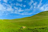 Green Grass Blue Sky (4437)