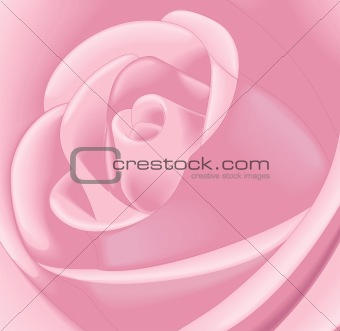 close-up of a rose