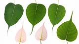 Bodhi leaves