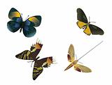 four multicolored butterflies on a white background, vector