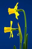 Pair of Daffodils on Blue Background