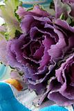 Purple Kale Flower