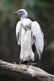 Cape Griffon Vulture (Gyps coprotheres)