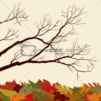 Bare Branches with Fallen Leaves