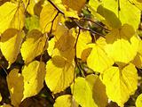linden tree leaves