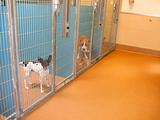 Animal Shelter Dogs
