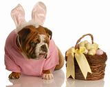 dog dressed up as easter bunny
