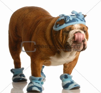 bulldog wearing winter hat and boots