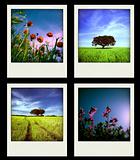 Set of four instant Nature and Spring Photos