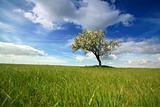 Beautiful spring landscape with lonely tree
