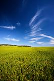 beatiful spring landscape with grass and sky