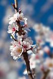 almond tree close up detail with white and pink flowers and blue