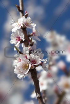 almond tree close up detail with white and pink flowers and blue