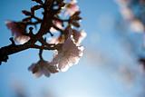 Almond tree flower in spring background