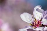 spring background with pink almond flower