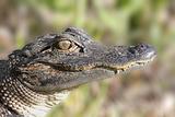 American Alligator (alligator mississippiensis)