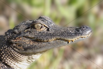 American Alligator (alligator mississippiensis)