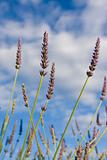 Wild lavendar against blue sky