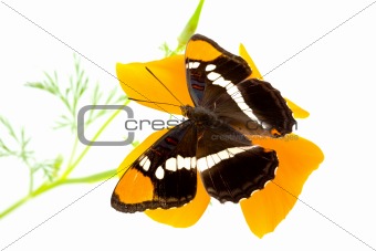 California Sister Butterfly on Poppy
