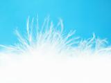 White bird feathers over blue background