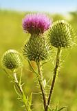 Thistle Inflorescence