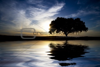 landscape with lonely tree with water reflexion in sunset