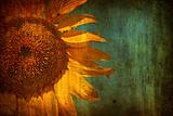 Sunflower with grunge texture