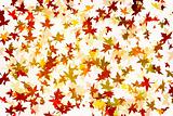 Mapple leafs Autumn Background