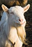 White Male Goat
