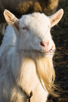 White Male Goat