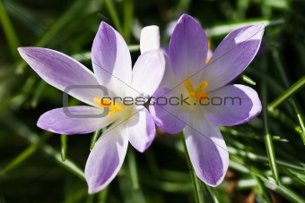 Purple and white spring crocus